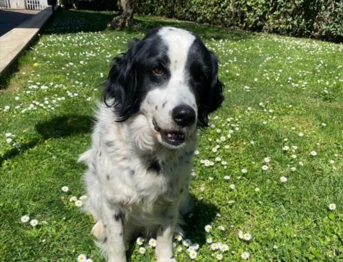Dove è finita Lola? Smarrita da giorni zona Camposcuola – Ponte di Ferro a Rieti