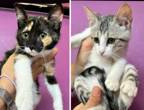 Da Teramo Ophelia e Fiorella, bellissime gattine