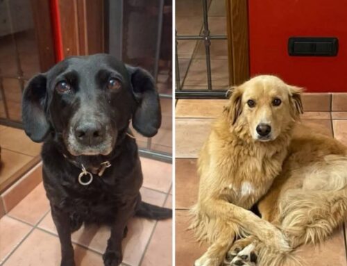 Simba e Margot tornati a casa dopo la fuga da Piazza Tevere