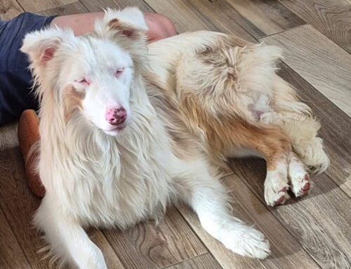 Zenzero da Pavia ha perso la mamma in un incidentē: lui è sordo – cieco