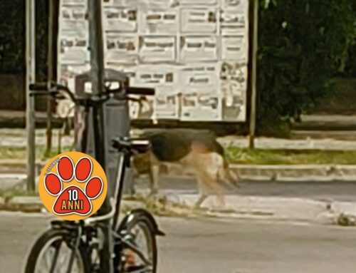 Cane simil Pastore Tedesco in viale de Juliis