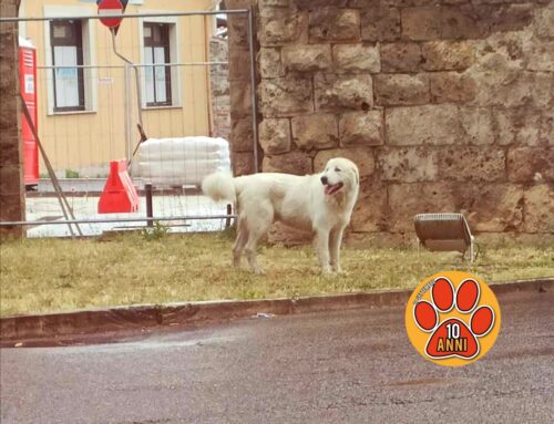 Cagnolone bianco a Porta d’Arce, chi lo ha smarrito?