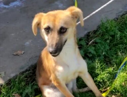 Cagnolino smarrito da Subiaco