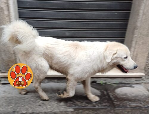Tornato a casa il cagnolone di Porta d’Arce: era arrivato nel quartiere Micioccoli
