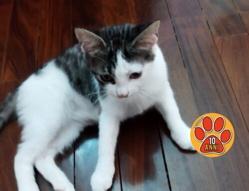 La sua mamma è mørta e lei è rimasta orfana: se c’è una persona interessata chiami per lei!