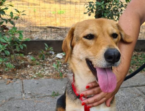 Smarrita Amy da Ostia (Roma). Attivate ricerche a tappeto