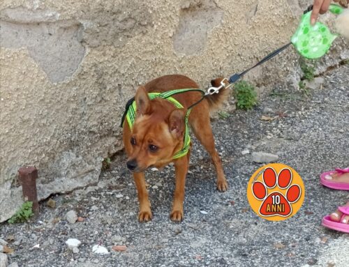 Cagnolino trovato nel sottopasso di Contigliano: si cercano i familiari