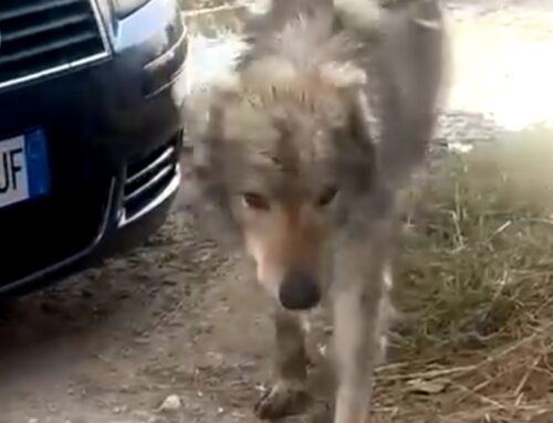 Salvato stupendo canelupo cecoslovacco stremato e scambiato per un lupo