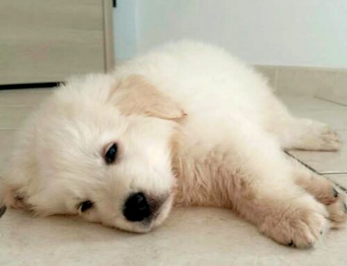 Sono tanto bello, ma nessuno mi vuole