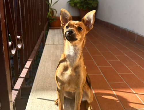 È scomparsa Mia! Aiutiamola a tornare a casa dalla famiglia