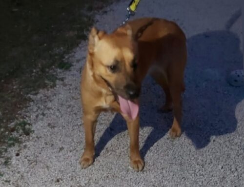 Trovato cagnolino con collare in via Cattani