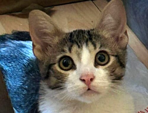 Piccolo gatto da Rieti in cerca di adozione