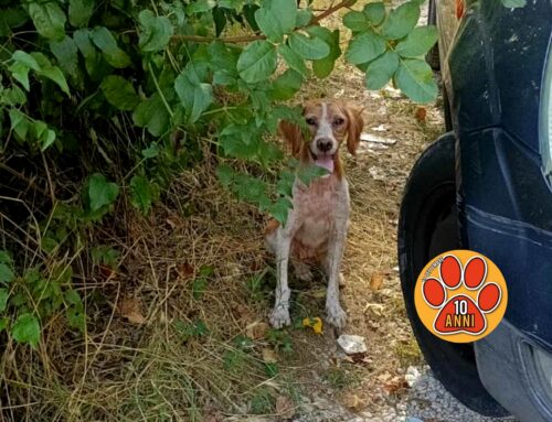 Serve aiuto per una cagnolina vagante a Ponte Buita, non si lascia avvicinare