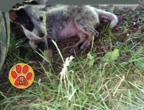 Cuccioli di cane avvistati a Piani Sant’Elia