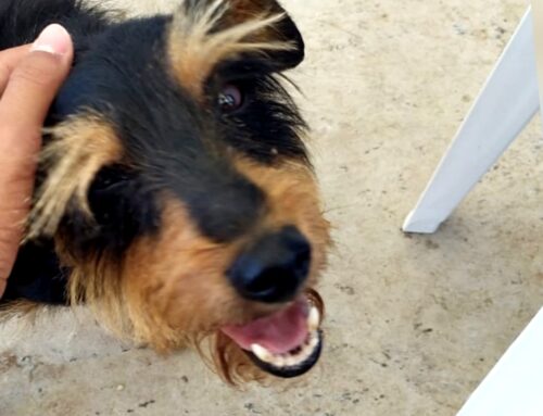 Tornato a casa il cagnolino della piscina comunale di Rieti