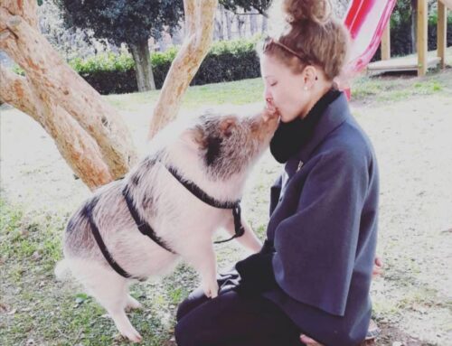 “Mi vogliono portare via Bacon”: l’accorato appello di Consuelo che chiede aiuto per il suo maialino