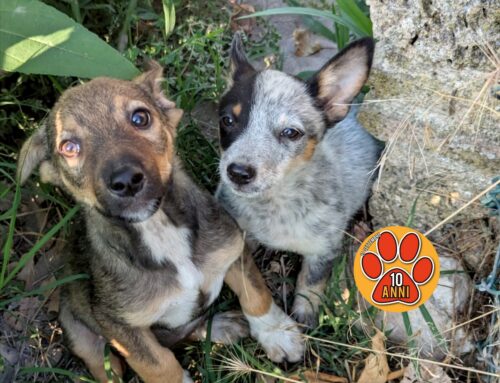 Soccorsi i cuccioli segnalati a Piani Sant’Elia: hanno mangiato
