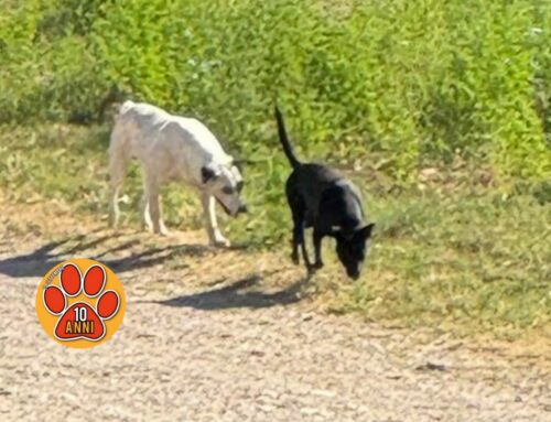 Campoloniano, zona Marconicchio: due cani vaganti sotto al sole