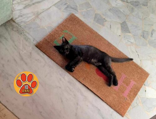 La gattina di 11 mesi Quirina è stata smarrita da Città Giardino (Rieti)