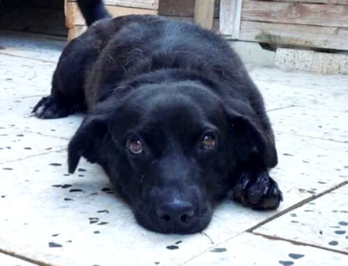 La triste storia di Orazio, cagnolino basso e dolcissimo: serve un futuro luminoso