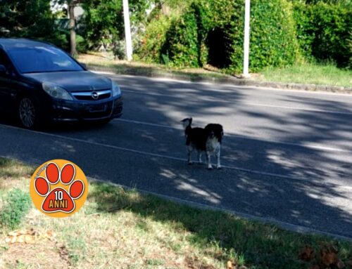 Cane bianco e nero segnalato in strada