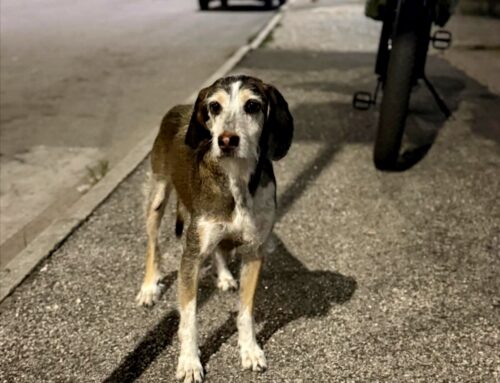 Cagnolina trovata a Campoloniano, chi l’ha persa?