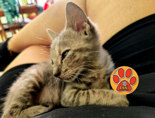 Mini gatto trovato in strada a Rieti, serve una adozione
