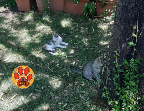 Tre mesi, cercano adozione. Gatti entrati in un giardino privato