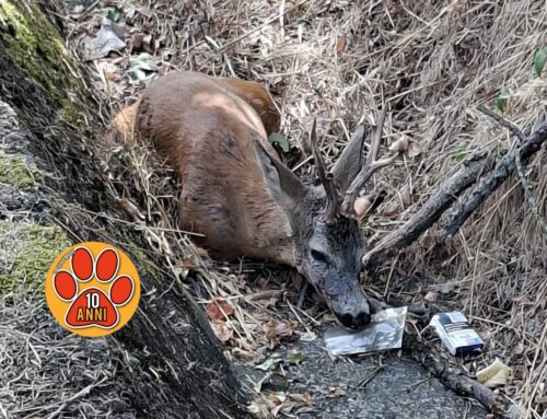 Capriolo ferito e stanco sulla Salaria per Roma: automobilisti lo soccorrono