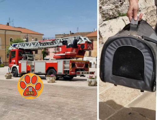 Salvata una gatta rimasta bloccata nella torre campanaria di Cittaducale