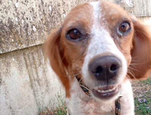 Trovata a Poggio San Lorenzo, accalappiata e portata al Canile di Rieti