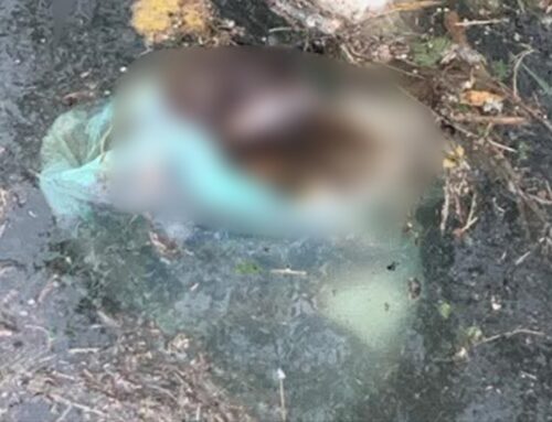 Orrore a Rieti, trovati due cani mørti dentro una busta di plastica