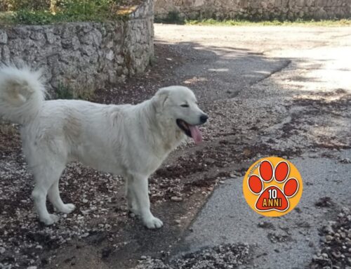 Cane bianco zoppo segnalato tra La Foresta ed il cimitero di Rieti