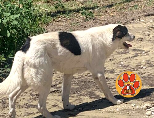 Il cane mantello bianconero di via Foresta tornato a casa