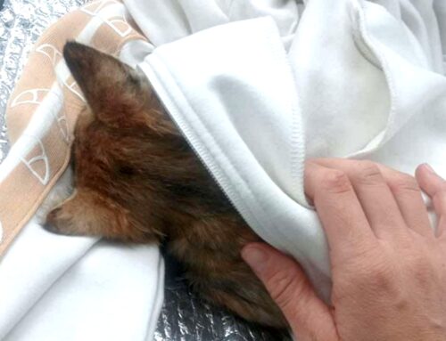 Gattino malato trovato zona Porta Romana: soccorso