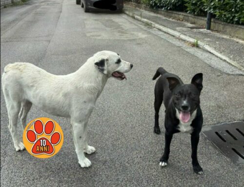 Due cani in strada a Vazia: si cercano i familiari
