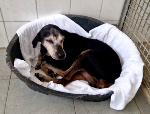 Cane anziano accalappiato sulla Salaria per Roma