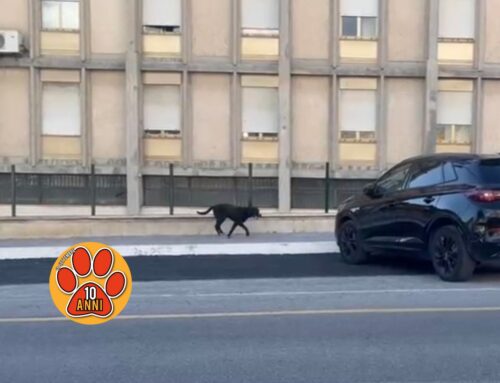 Cane mantello nero tra le auto di via Verani