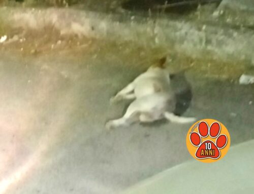 È morto investito il Jack Russel segnalato da Tesori, circondato dal menefreghismo. Nessuno lo ha soccorso