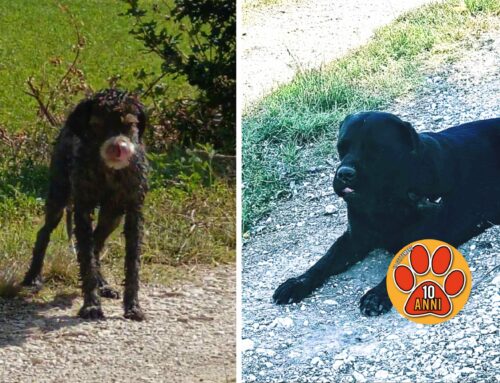 Due cani trovati in via Porcara: di chi sono? Condividiamo