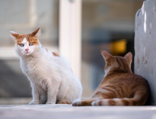 Fiorella da Palermo: “Come gestire la convivenza tra colonie feline e aree per la raccolta differenziata?”