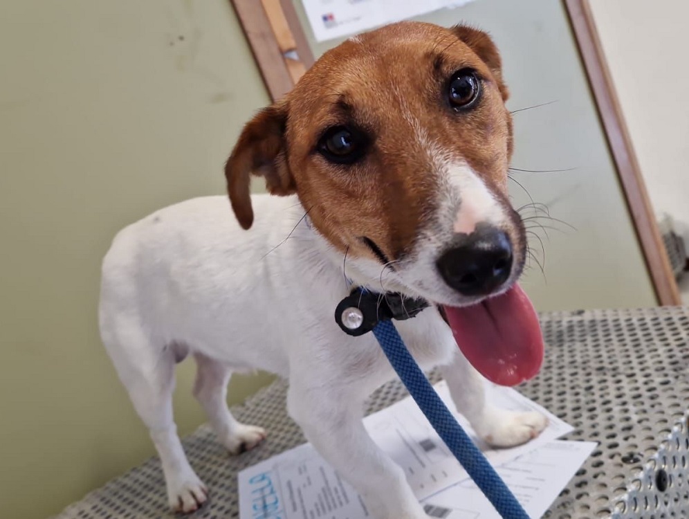 cane_cagnolina_jack_russel_cittaducale_canile_di_rieti