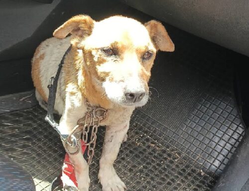 Tiziana: “Ho trovato questo cagnolino ferito e con la pelle del collo strappata, tra Borgo San Pietro ed Oiano. Di chi è?”