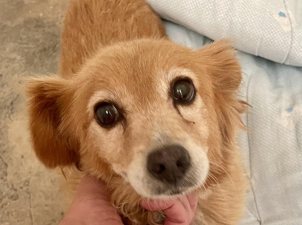 cane_cagnolino_gubbio