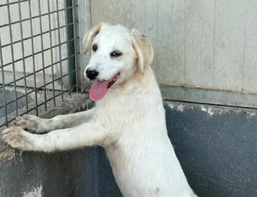 Ciao a tutti sono Max, ho 5 mesi e sono stato abbandonato
