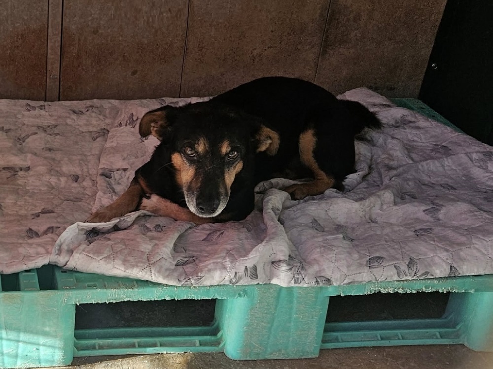 cane_cagnolino_otto_canile_rieti