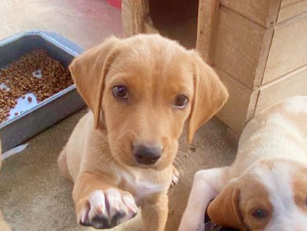 cane_cagnolino_zephir_vasto_abruzzo