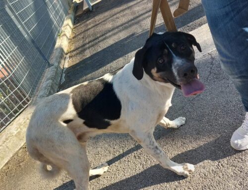 Cani segnalati a Poggio Mirteto Scalo, chi li ha persi?
