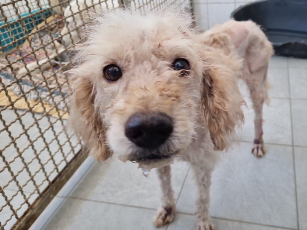 cane_canile_rieti_cittaducale