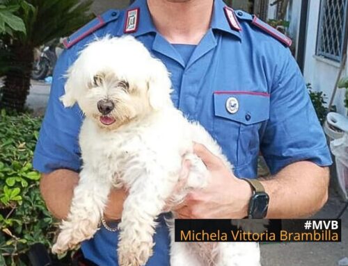 Rubano un cane per estorsione, intervengono i Carabinieri